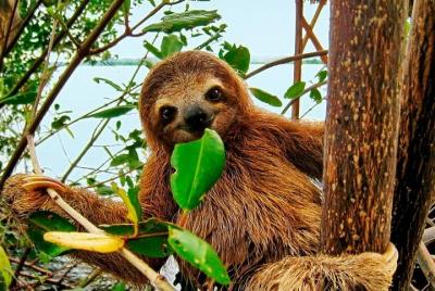 Selva tropical Bijagua Ranas Costa Rica Excursiones Viajes