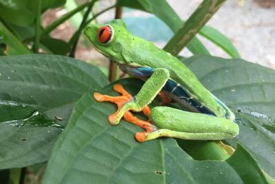 Tour privado a la selva, vida silvestre, cascada y chocolate.