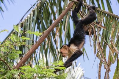 Crucero por el río Palo Verde, licor de caña de azúcar y tour cultural combinado. Crucero por el río Palo Verde, licor de caña de azúcar y tour cultural combinado.