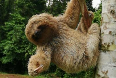 Volcán de Perezosos y Miravalles