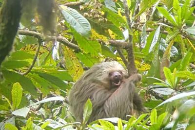Monteverde Curi-Cancha Reserve Guided Tour  Monteverde Curi-Cancha Reserve Guided Tour