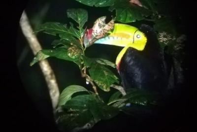 Experiencia nocturna de observación de aves con linternas en Monteverde Experiencia nocturna de observación de aves con linternas en Monteverde