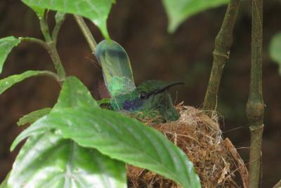 5 horas compartidas de observación de aves en Monteverde 5 horas compartidas de observación de aves en Monteverde