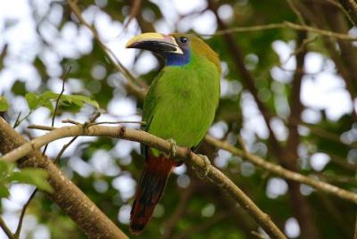 Visita a la naturaleza con visitas guiadas diarias a Esteban. Visita a la naturaleza con visitas guiadas diarias a Esteban.