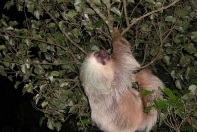 Observación nocturna de caminata de vida silvestre en Santa Elena Monteverde Observación nocturna de caminata de vida silvestre en Santa Elena Monteverde