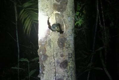 Paseo Nocturno Monteverde Por Pablo Natural Tour Paseo Nocturno Monteverde Por Pablo Natural Tour