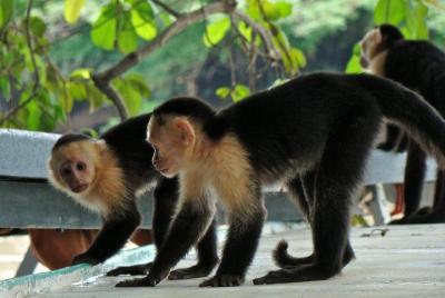 Crucero fluvial por la jungla en el Parque Nacional Palo Verde