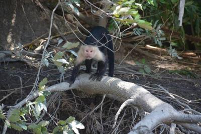 Crucero en barco por el río desde Playa Flamingo Crucero en barco por el río desde Playa Flamingo