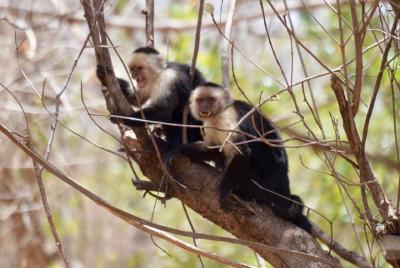Parque Nacional Volcán Rincón de la Vieja: Combinado de senderismo y aguas termales Parque Nacional Volcán Rincón de la Vieja: Combinado de senderismo y aguas termales