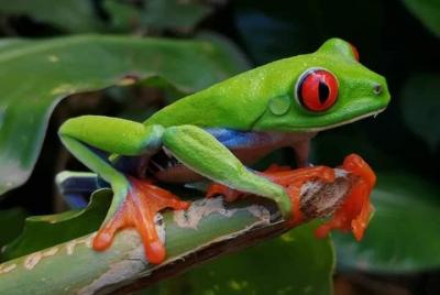 Joyas del bosque raing Joyas del bosque raing