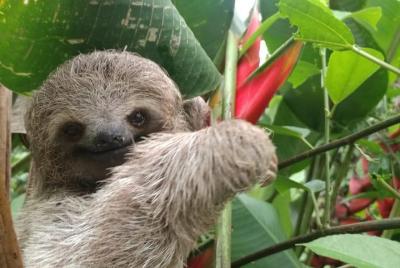 Excursión privada a la cascada del río Celeste y aventura con perezosos Excursión privada a la cascada del río Celeste y aventura con perezosos