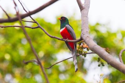 Tour privado de observación de aves en Rincón de la Vieja