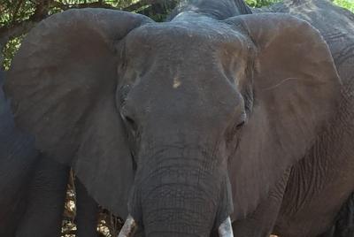 Safari de día completo en Chobe, visita guiada a las cataratas y vuelo en helicóptero de 15 minutos