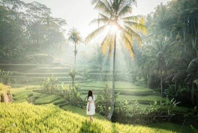 Recorrido privado por los alrededores de Ubud - bosque de monos - cascada - wifi gratuito Recorrido privado por los alrededores de Ubud - bosque de monos - cascada - wifi gratuito