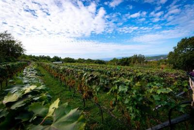 Viñedo y Aceitunas de Vardia