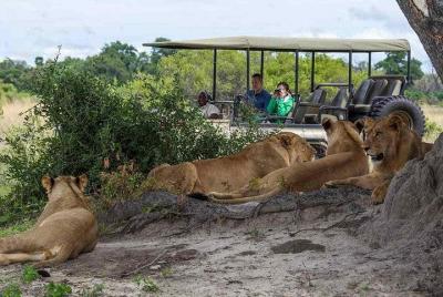 Excursión de un día a Chobe desde las cataratas Victoria