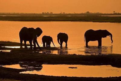 Safari de 5 días en el Parque Nacional de Chobe.
