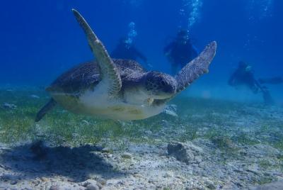 Actividad de buceo en Pernera
