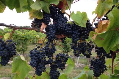 Vesterhavegaarden Viña y tienda de vinos Visita - Producido orgánicamente