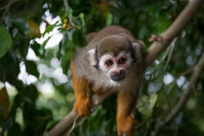 Aventura de Monkeyland y tirolina desde Puerto Plata