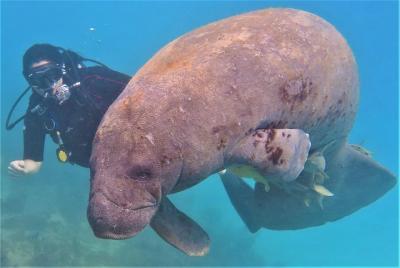 Aventura de submarinismo con 8 inmersiones en Bayahibe