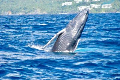 De Puerto Plata-Sousua Famosa Ballena Samana Cayo Levantado con Biólogo de Ballenas