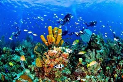 Excursión de un día en catamarán a Catalina y buceo de superficie
