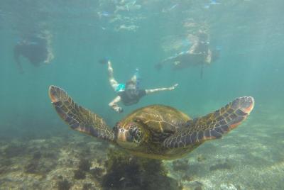 Snorkel Day Tour Los Tuneles
