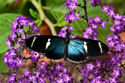 Pase para las principales atracciones de Mindo (ahorre un 25 % en las entradas) Pase para las principales atracciones de Mindo (ahorre un 25 % en las entradas)