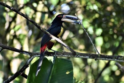 Observación de Aves Mindo Tour