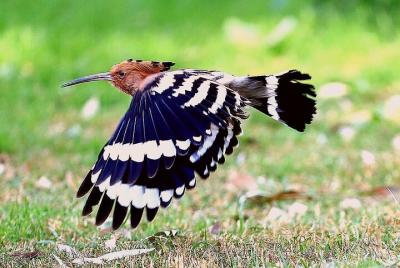 Tour privado de observación de aves de medio día en Asuán