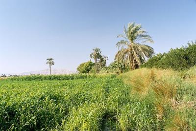 Paseo en faluca y Banana Island y almuerzo o cena desde Luxor