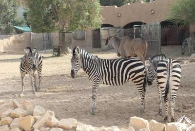 Excursión de un día a El Cairo al zoológico