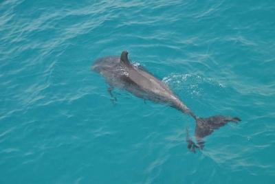 Viaje por mar (Dolphin house VIP Trip)