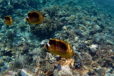 Royal VIP super giftun island trip _ Calificado como el mejor pro