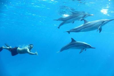 Excursiones Dolphin House Snorkel Sea - Hurghada