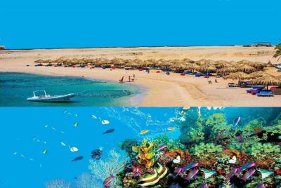 Dolphin House Snorkeling Day Cruise con almuerzo desde Hurghada