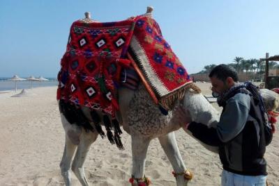Ausflüge 3 Stunden Wüsten Safari mit Quad fahren en Makadi Bay - 