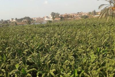 Viaje barato a la isla de banana