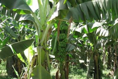 Viaje barato a la isla de banana