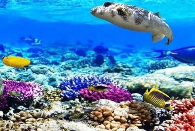 Parque Nacional Ras Muhammad: tour de snorkel con White Island