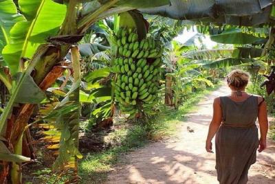 Viaje barato a la isla de banana