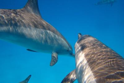 Dolphin House (MASAJE REAL) - VIP Snorkeling Sea Trip & water Spo