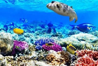 Parque Nacional Ras Muhammad: tour de snorkel con la Isla Blanca Parque Nacional Ras Muhammad: tour de snorkel con la Isla Blanca