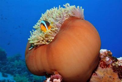 6 Paquete de buceo en Ras Mohamed y Estrecho de Tiran 6 Paquete de buceo en Ras Mohamed y Estrecho de Tiran