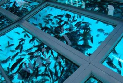 Crucero en barco con fondo de cristal y observación de los arrecifes de coral Crucero en barco con fondo de cristal y observación de los arrecifes de coral