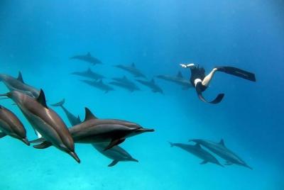 Dolphin House Sea Trip - Hurghada Dolphin House Sea Trip - Hurghada