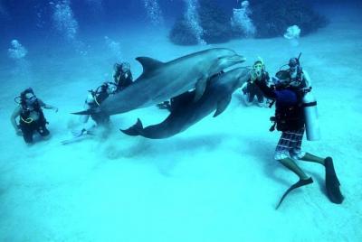 Buceo profesional y buceo en el mar - Hurghada Buceo profesional y buceo en el mar - Hurghada