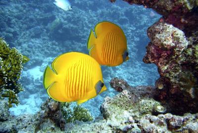 Sindbad Submarine Tour en Hurghada Sindbad Submarine Tour en Hurghada