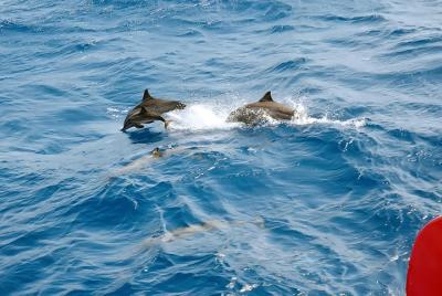 Excursión especial de esnórquel VIP a Dolphin House con almuerzo - Hurghada Excursión especial de esnórquel VIP a Dolphin House con almuerzo - Hurghada